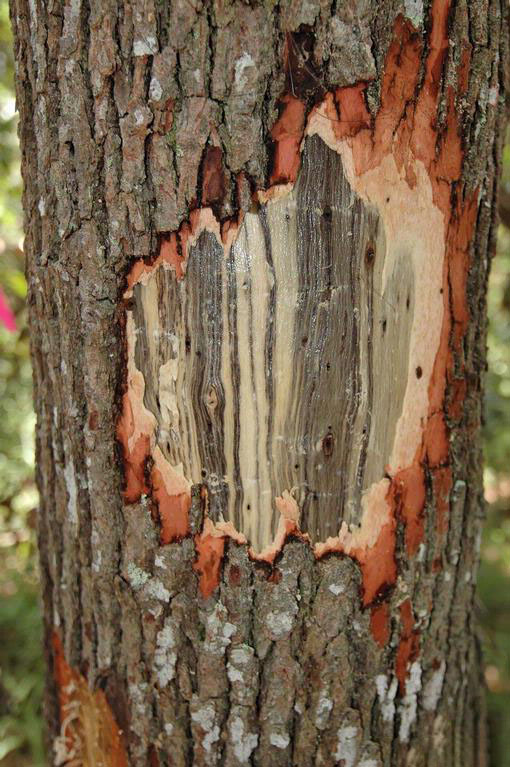 Laurel wilt disease: The demise of sassafras and other species within the Lauraceae family